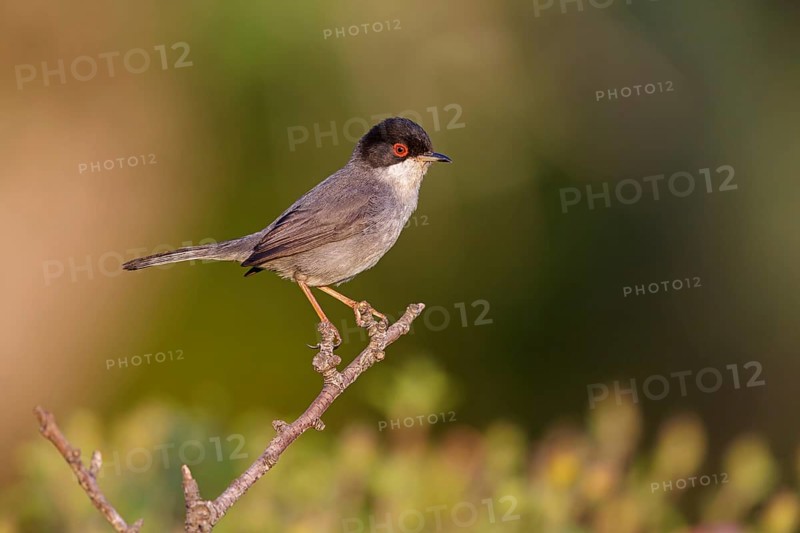 Samtkopf-Grasmücke, Samtkopfgrasmücke, Sardinian Warbler, Sylvia melanocephala, Fauvette mélanocéphale, Curruca Cabecinegra