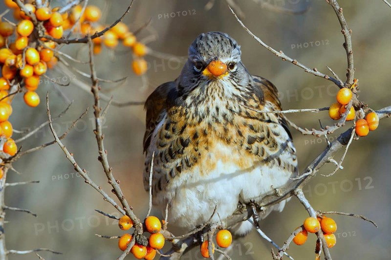 Fieldfare (Turdus pilaris) feeding on berries of Common sea buckthorn (Hippophae rhamnoides), Mecklenburg-Western Pomerania, Germany