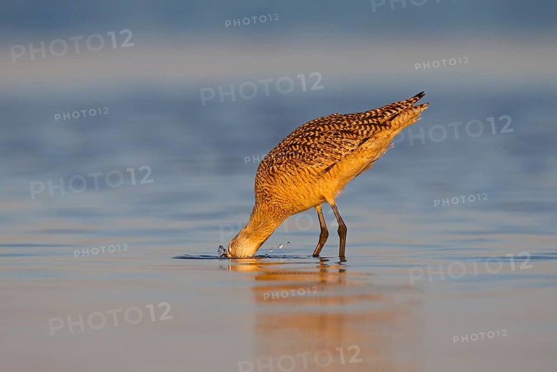 Marbled Godwit (Limosa fedoa) foraging, Florida, USA