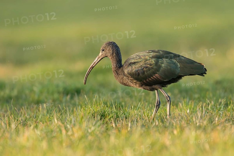 Glossy Ibis (Plegadis falcinellus), Schleswig-Holstein, Germany