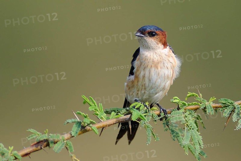 Red-rumped Swallow (Cecropis daurica), India