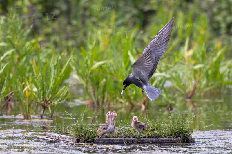 Black Tern (Chlidonias niger) feeding chicks in flight, Netherlands