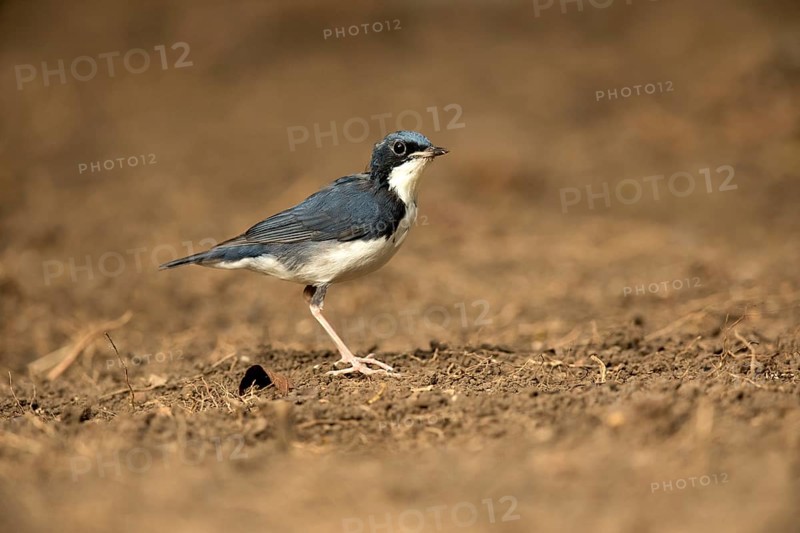 Siberian Blue Robin (Larvivora cyane) male perched on the ground, Bidoup National Park, Vietnam