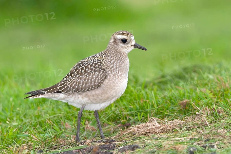 American Golden-Plover Pluvialis dominica Duluth, St. Louis County, Minnesota, USA 25 September Immature Charadriidae