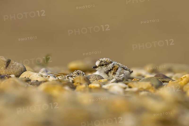 Little Ringed Plover (Charadrius dubius) chick, North Rhine-Westphalia, Germany