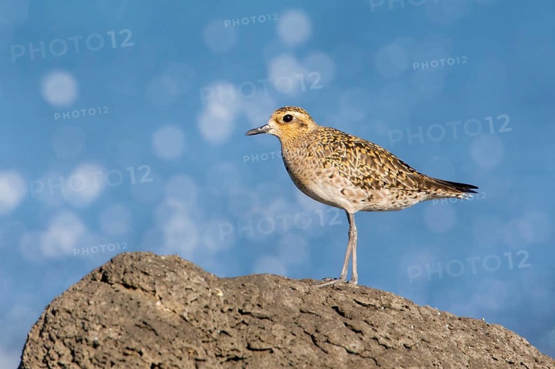 Pacific Golden Plover (Pluvialis fulva), Victoria, Australia