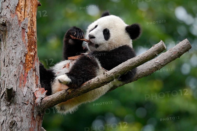 Lying cute young Giant Panda feeding feeding bark of tree