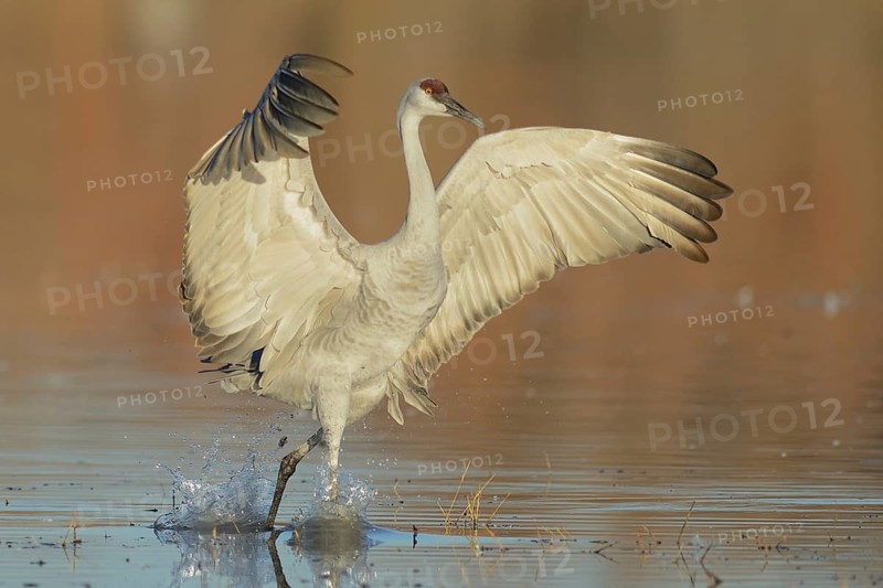 Sandhill Crane (Antigone canadensis), New Mexico, USA