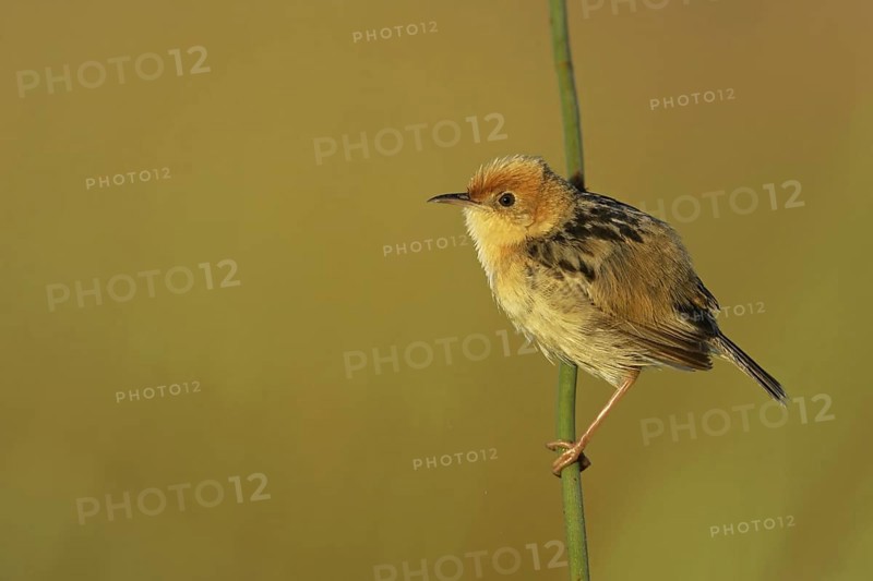 Golden-headed Cisticola (Cisticola exilis) male, Victoria, Australia