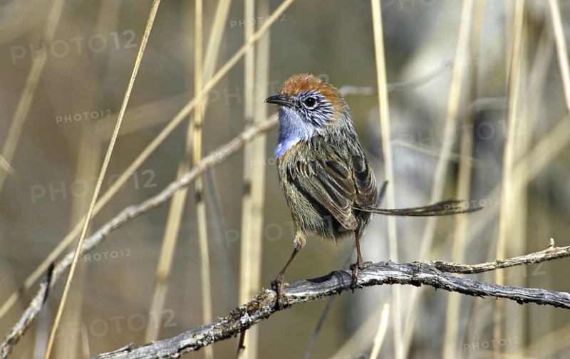 Mallee Emu-wren (Stipiturus mallee) male, Victoria, Australia