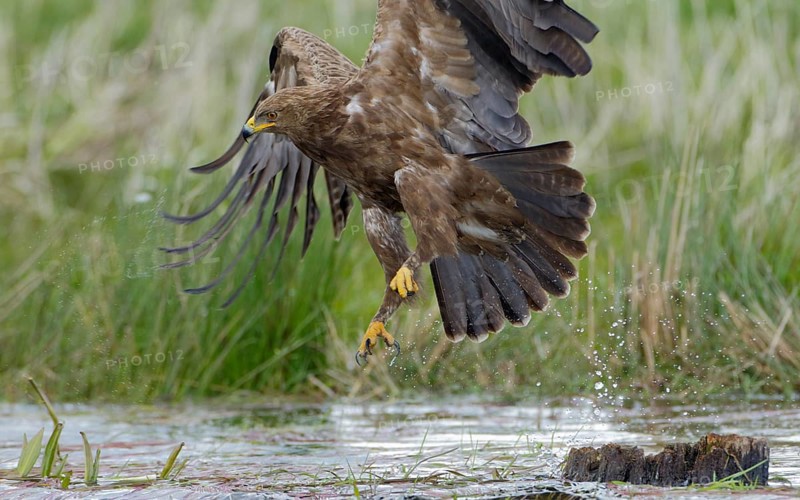 Schreiadler, lat. Aquila pomarina, fliegt von einem Teichufer auf und zieht Wassertropfen mit