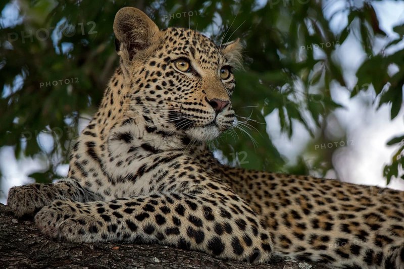 Leopard (Panthera pardus) immature lying on a tree, Sabi Sands, South Africa