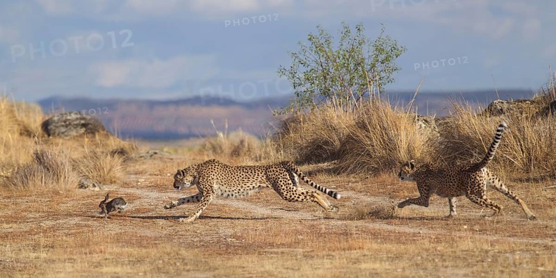 Cheetah (Acinonyx jubatus) two females hunting rabbit, Castile-La Mancha, Spain