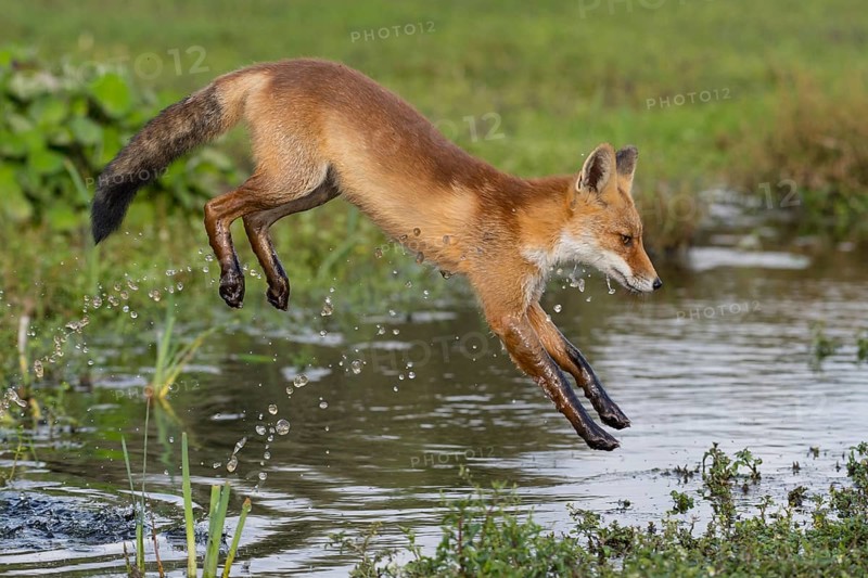 Red Fox (Vulpes vulpes) jumping and hunting in pond, Netherlands