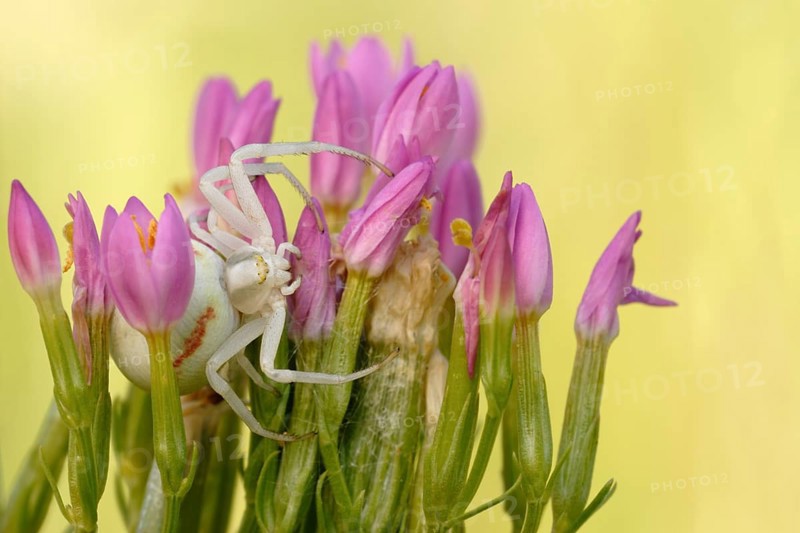 Goldenrod Crab Spider (Misumena vatia) adult hiding in flower, North Rhine-Westphalia, Germany