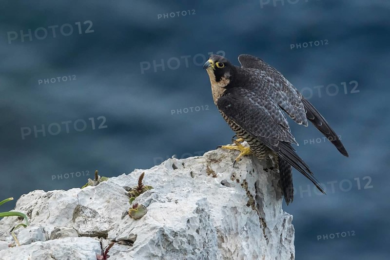 Peregrine Falcon (Falco peregrinus) perched on a rock in ocean, Dalmatia, Croatia