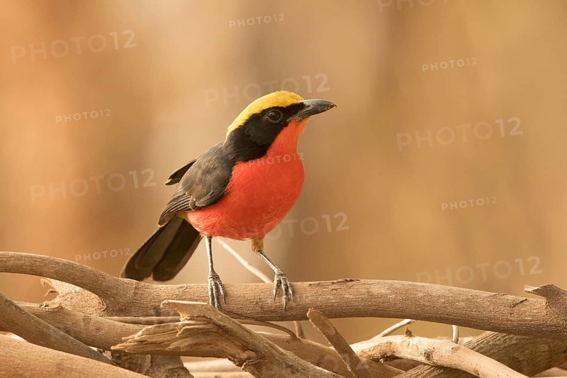 Yellow-crowned Gonolek (Laniarius barbarus), Gambia