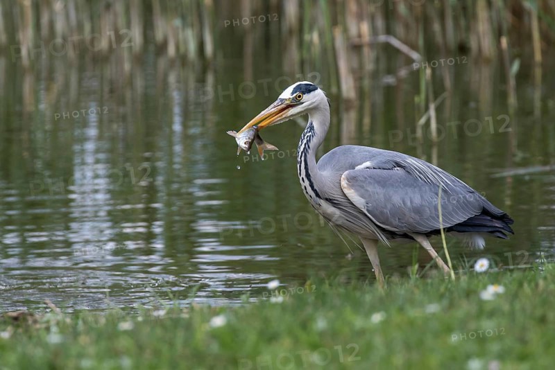 Grey Heron (Ardea cinerea) eating Common bleak (Alburnus alburnus), Mecklenburg-Western Pomerania, Germany