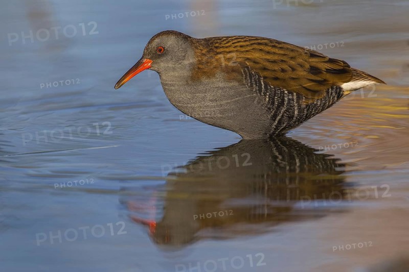 Water Rail (Rallus aquaticus), Cheshire, United Kingdom