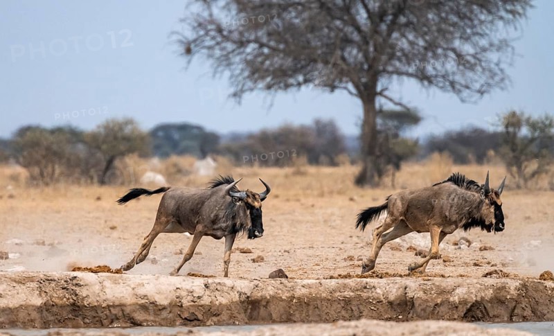 Blue wildebeest (Connochaetes taurinus), two animals running, Nxai Pan National Park, Botswana Blue wildebeest (Connochaetes taurinus), two animals running, Nxai Pan National Park, Botswana