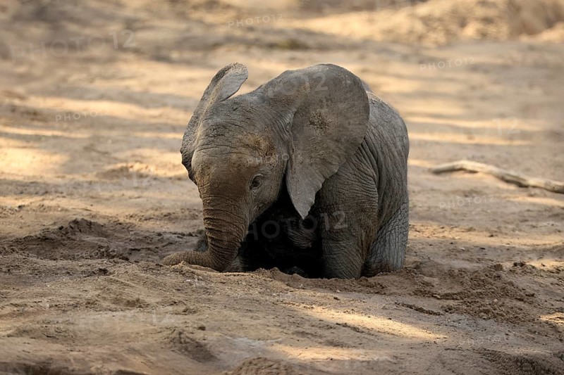 African elephant (Loxodonta africana), young animal, digging, drinking, searching for water, dried up riverbed, Kruger, Kruger National Park, South Africa