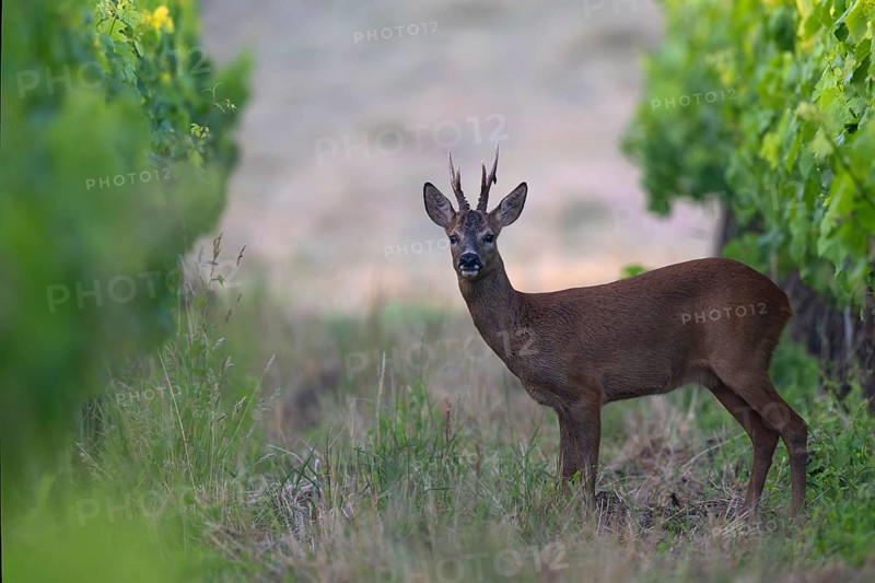 Roebuck in the vineyard in summer, Wittlich, Rhineland-Palatinate, Germany