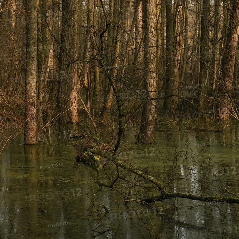 At high water levels... near-natural marshy forest, alluvial forest with alders, poplars, ash trees and dense undergrowth, alder forest in the area of a Rhine meander that silted up centuries ago, old Rhine, endangered native nature, weather conditions, unspoilt landscape in North Rhine-Westphalia, Germany, Lanker Bruch, Strümper Bruch, Ilvericher Altrheinschlinge, Meerbusch, Rhein-Kreis Neuss, North Rhine-Westphalia, Western Europe