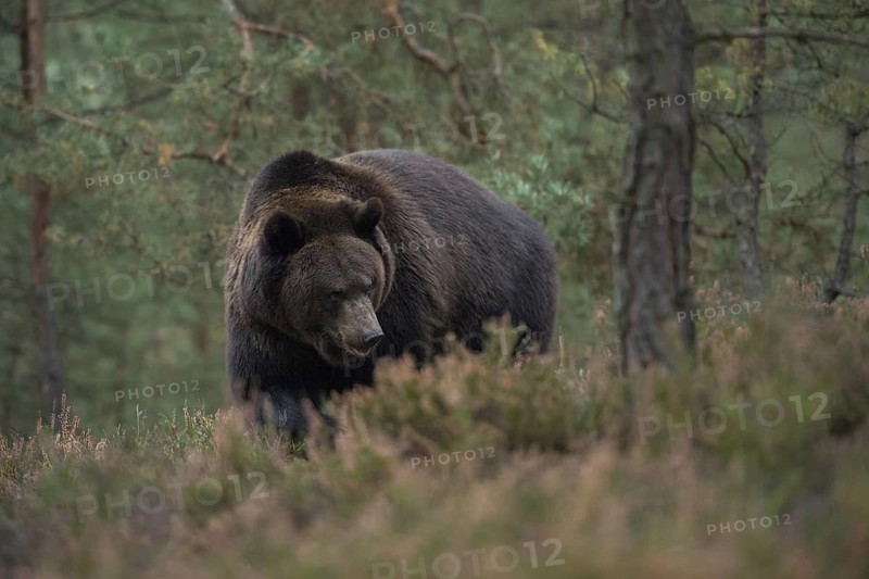 European brown bear (Ursus arctos), adult, particularly strong, respectable animal in natural environment roams through dense undergrowth of a forest, native nature, Central Europe