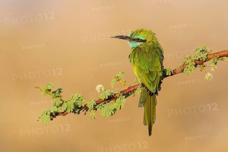 Green Bee-eater (Merops orientalis), Eilat, Israel