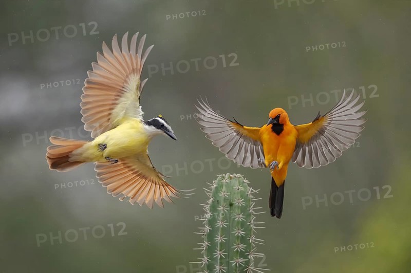 Great Kiskadee & Altamira Oriole (Pitangus sulphuratus & Icterus gularis) wrangling, Texas, USA
