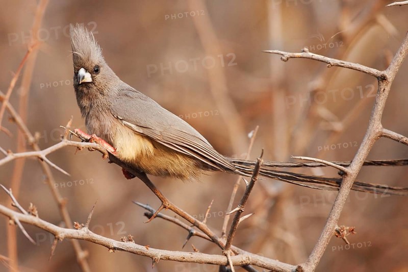 White-backed Mousebird (Colius colius), Namibia