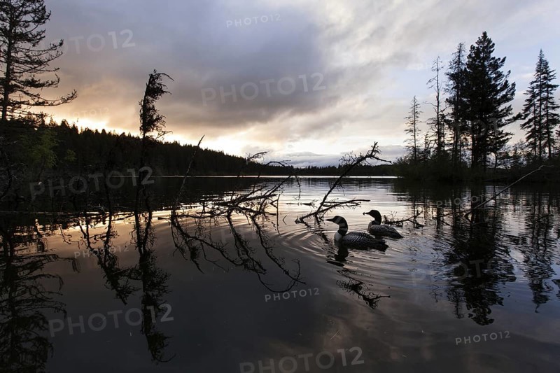 Great Northern Loon (Gavia immer), British Columbia, Canada