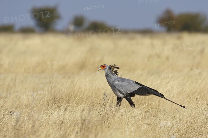 Secretarybird (Sagittarius serpentarius), Oshikoto, Namibia