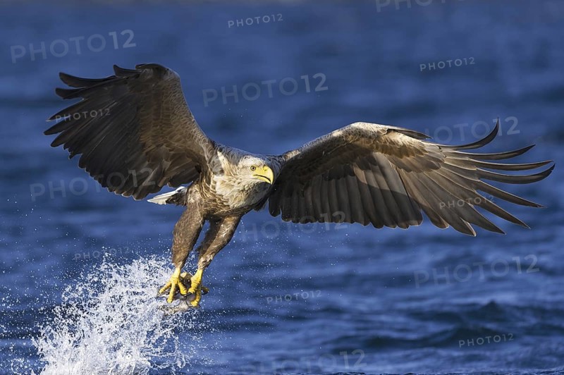 White-tailed Eagle (Haliaeetus albicilla) flying, Nord-Trondelag, Norway
