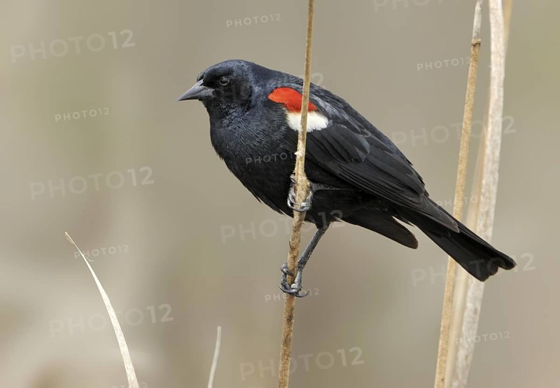 Tricolored Blackbird (Agelaius tricolor) male, California, USA
