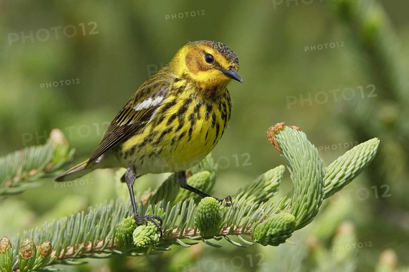 Cape May Warbler (Setophaga tigrina), Manitoba, Canada
