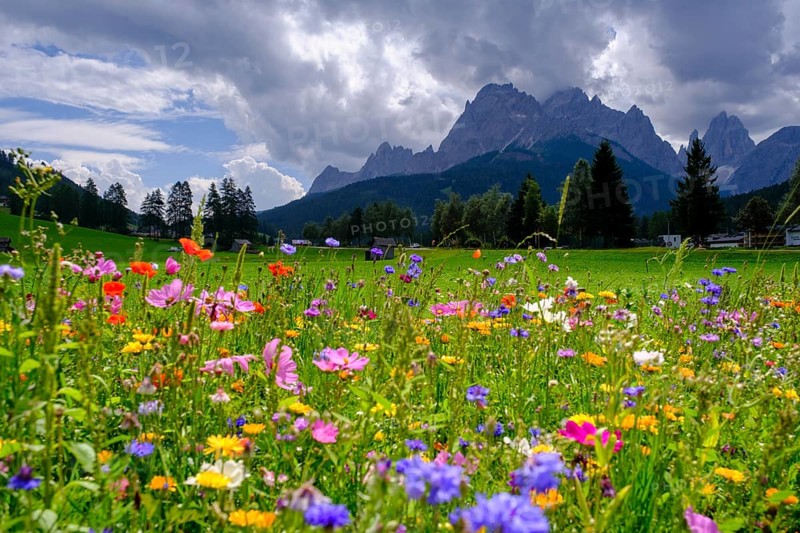 Wildflower meadow, in front of the Sesto Dolomites, Sesto Sundial, Sesto, Dolomites, Val Pusteria, South Tyrol, Italy