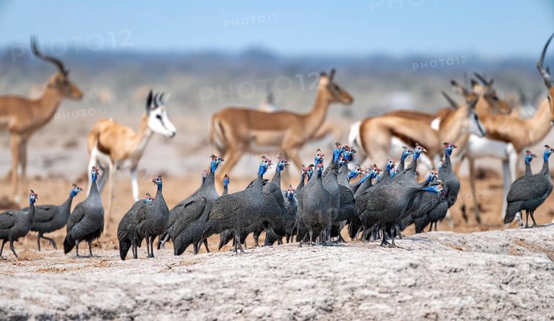 Helmeted guinea fowl (Numida meleagris), flock at the waterhole, Nxai Pan National Park, Botswana