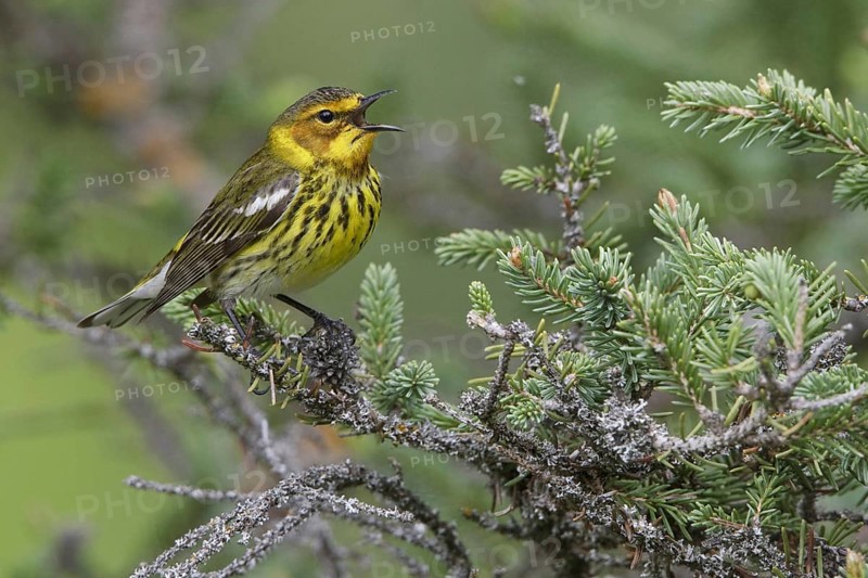 Cape May Warbler (Setophaga tigrina) singing, Manitoba, Canada