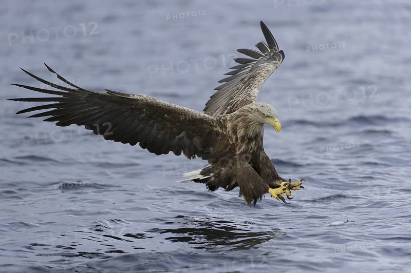 White-tailed Eagle (Haliaeetus albicilla) flying, Nord-Trondelag, Norway