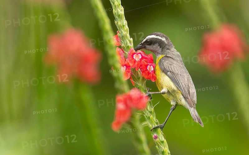 Zuckervogel oder Bananaquit (Coereba flaveola)