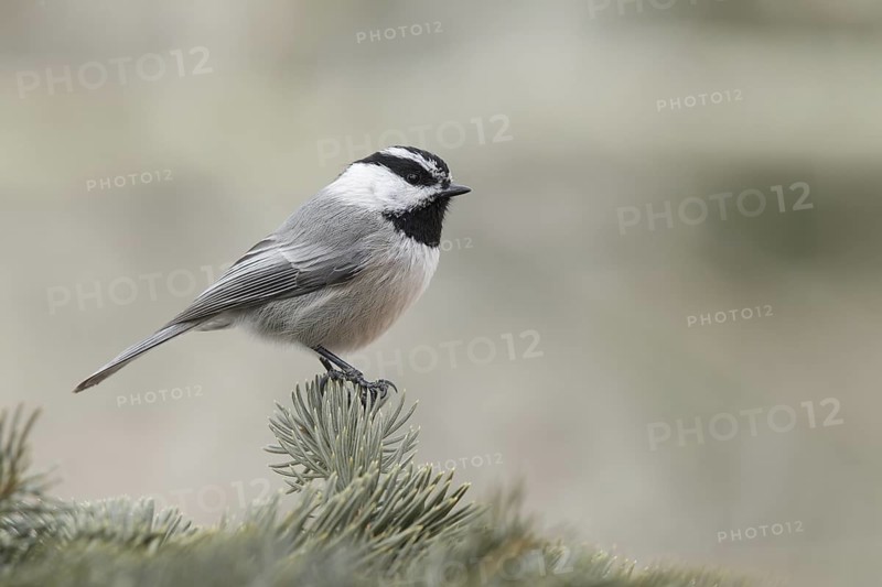 Mountain Chickadee (Poecile gambeli), California, USA