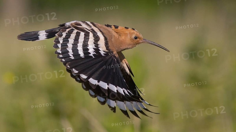 Eurasian Hoopoe (Upupa epops) flying, Subotica, Serbia