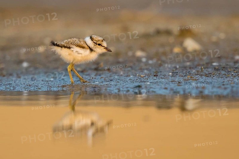 Little Ringed Plover (Charadrius dubius) chick at a waterhole, North Rhine-Westphalia, Germany