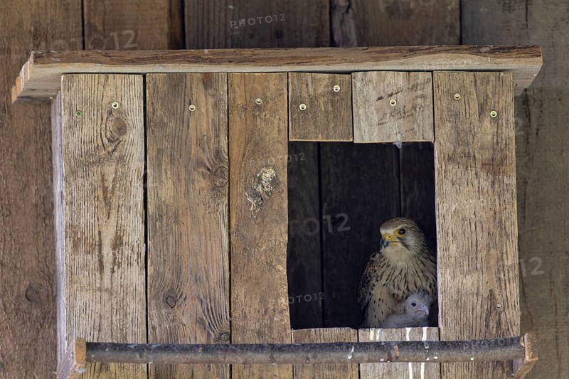 Kestrel (Falco tinnunculus) female and young bird at the incubator, village in Münsterland, North Rhine-Westphalia