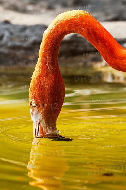 American flamingo, Phoenicopterus ruber, group of birds