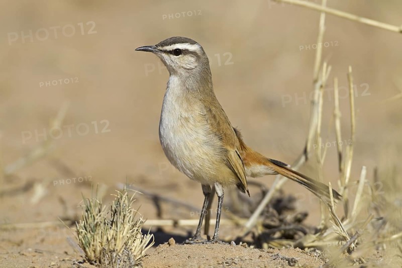 Kalahari Scrub Robin (Cercotrichas paena), Northern Cape, Kgalagadi Transfrontier Park, South Africa