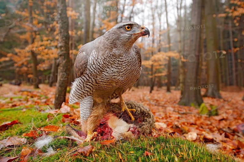 Life in autumn forest. Goshawk, Accipiter gentilis, feeding on killed hare in the forest. Bird of Prey with fur catch in the habitat. Animal behaviour, wildlife scene from nature. Goshawk in the green