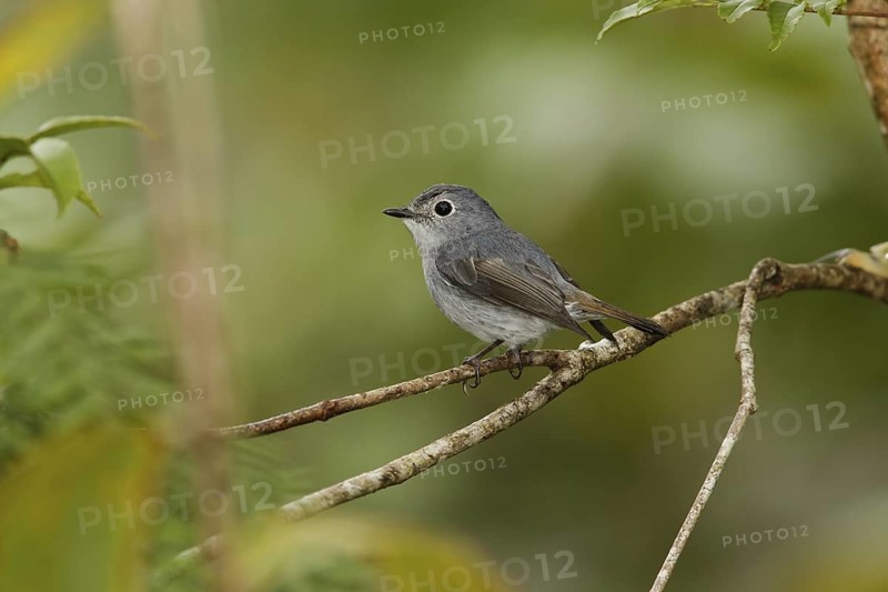 Little Pied Flycatcher (Ficedula westermanni) female, Fraser's Hill, Malaysia