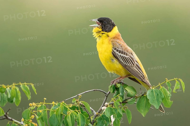 Black-headed Bunting (Emberiza melanocephala) male singing, perched on a branch, Chachuca, Georgia